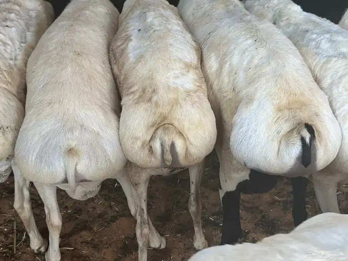 برابر ورفيديات مرابي 31