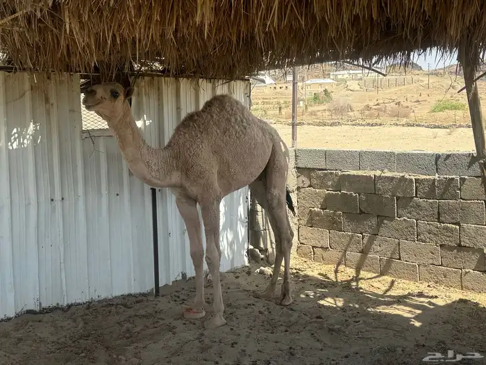 قعود كفو للبيع 2