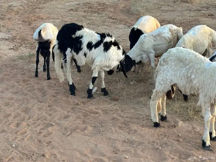 برابر ورفيديات مرابي 2
