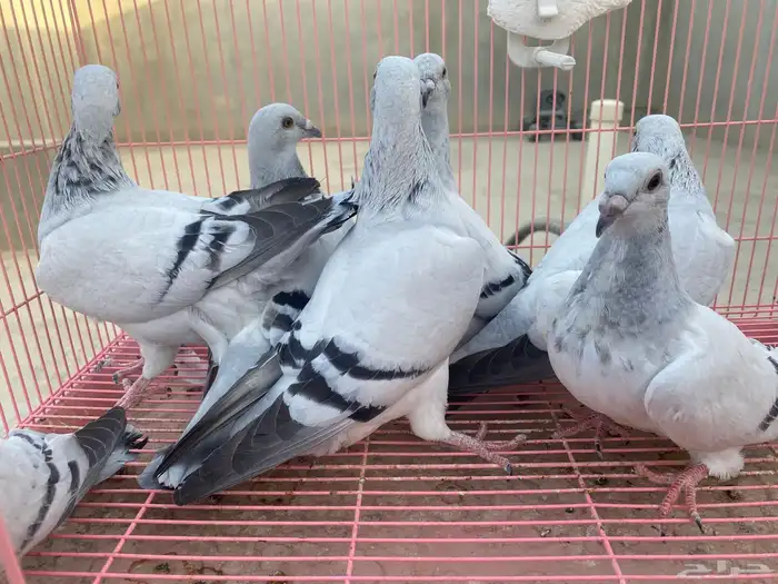 للبيع حمام ايس فاخر حجم جامبو 16