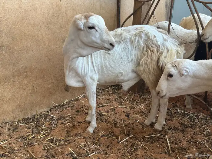 برابر ورفيديات مرابي 51