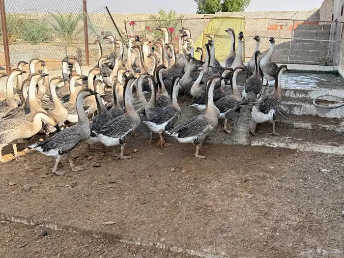 وز عراقي اصل 1