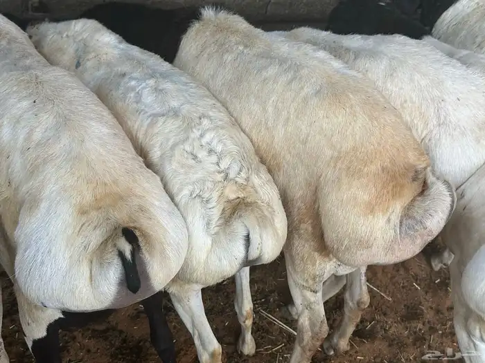 برابر ورفيديات مرابي 32