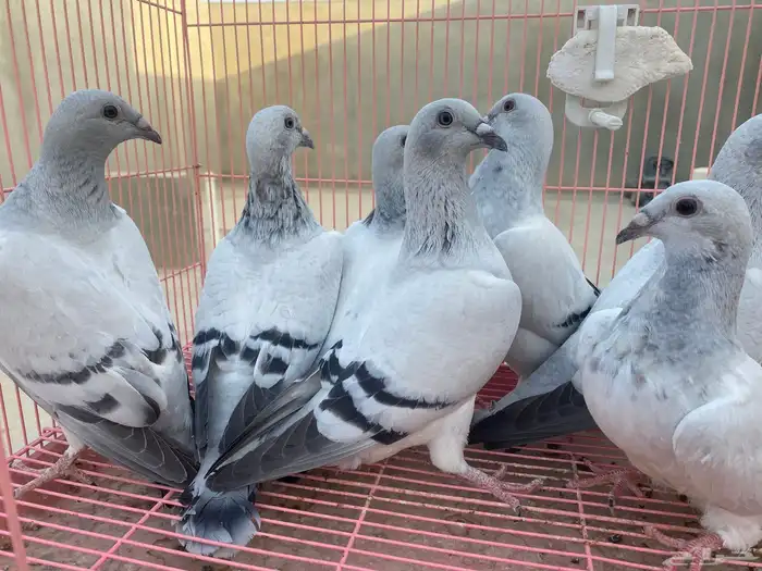 للبيع حمام ايس فاخر حجم جامبو 21