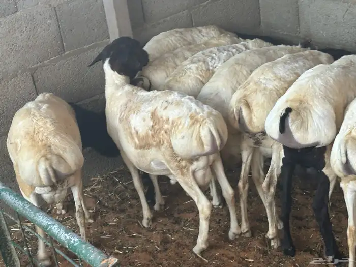 برابر ورفيديات مرابي 28