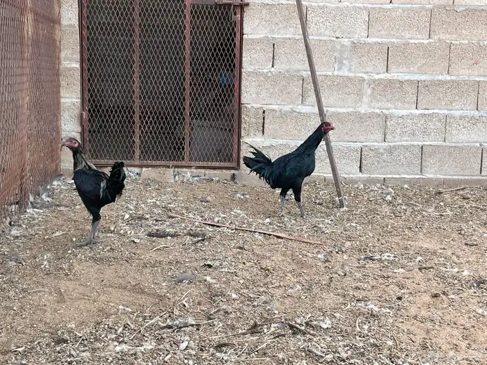 ديكه 3