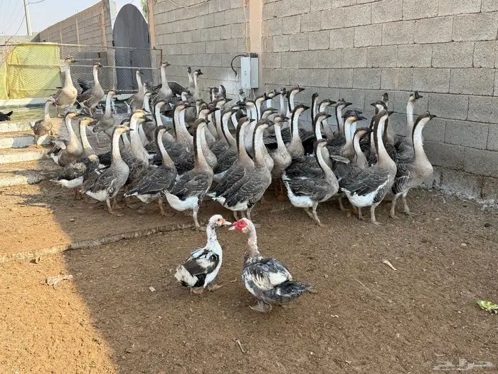 وز عراقي اصل 6