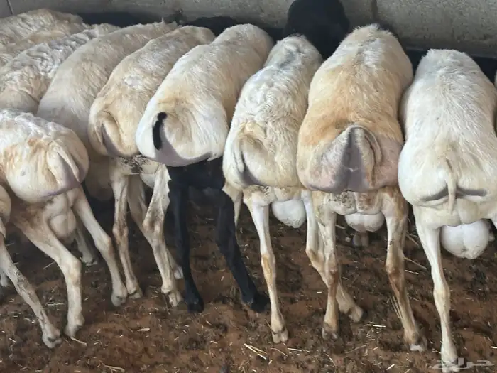 برابر ورفيديات مرابي 18