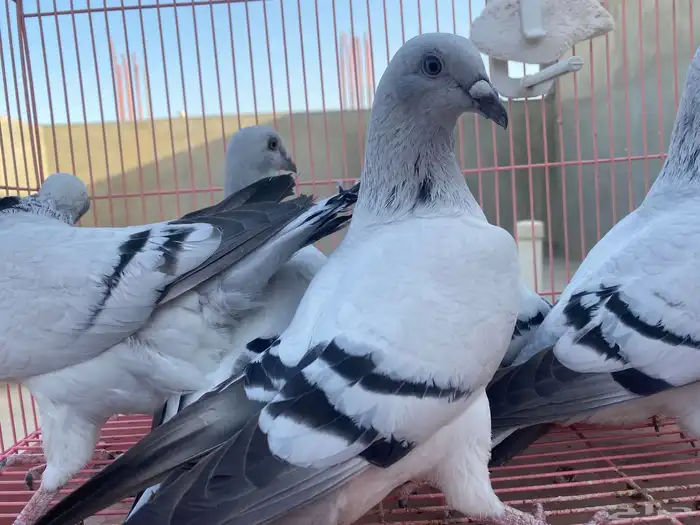 للبيع حمام ايس فاخر حجم جامبو 17