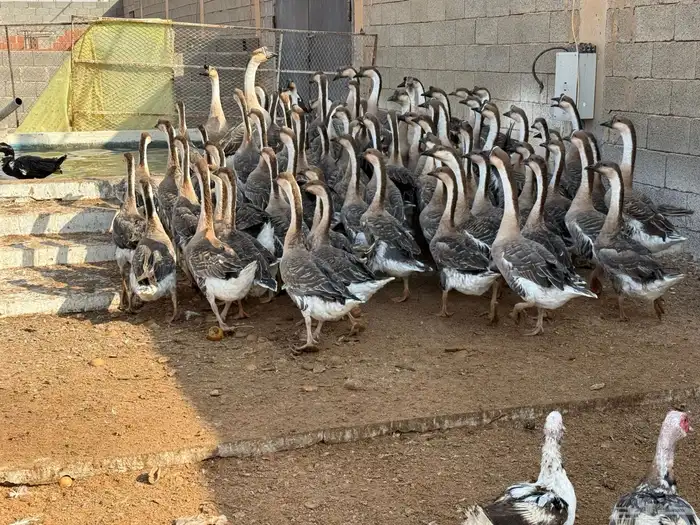 وز عراقي اصل 3