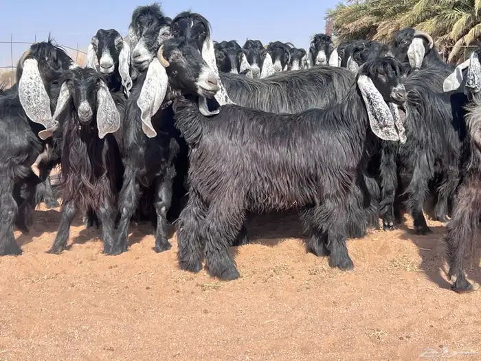 مراح معزا للبيع 2