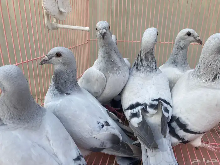 للبيع حمام ايس فاخر حجم جامبو 11