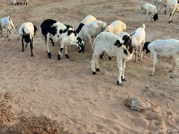 برابر ورفيديات مرابي 3