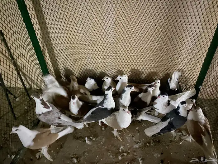 حمام 3