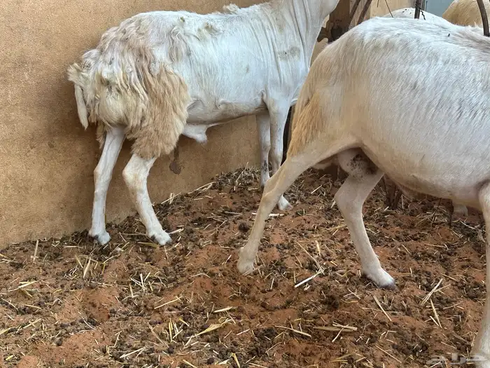 برابر ورفيديات مرابي 54