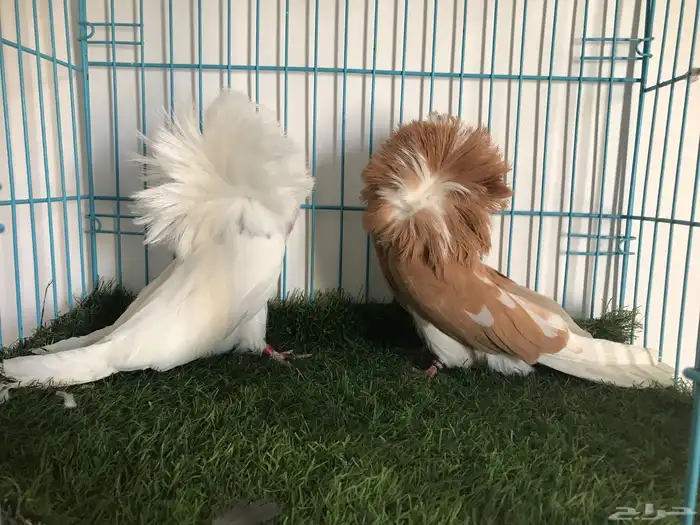 مجموعه حمام زينه 5