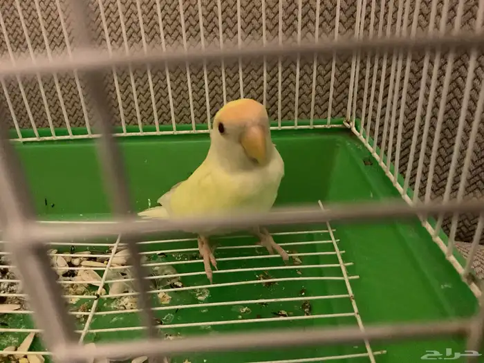 أنثى روز سليمه 0