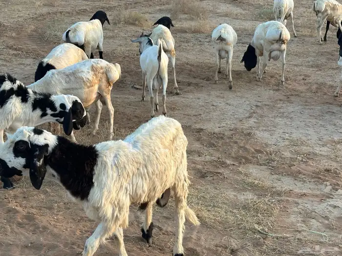 برابر ورفيديات مرابي 5