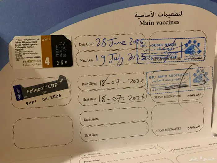 قطه انثى سكوتش فولد 7