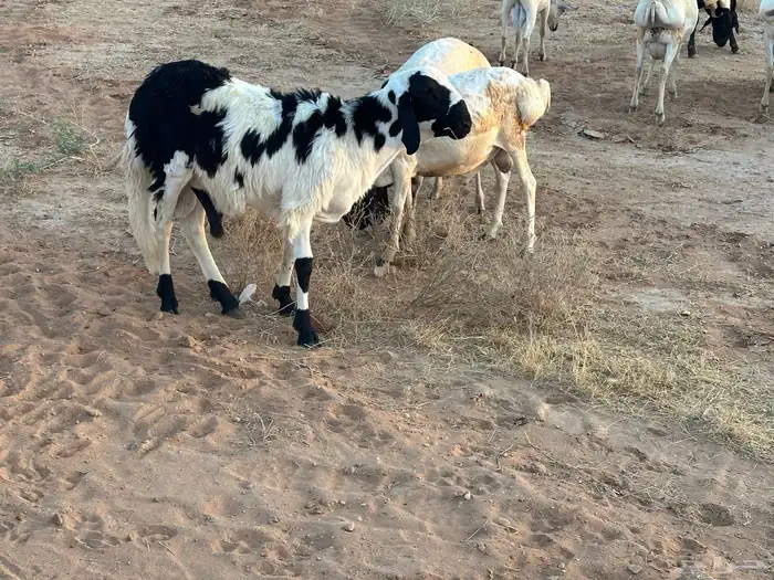 برابر ورفيديات مرابي 7