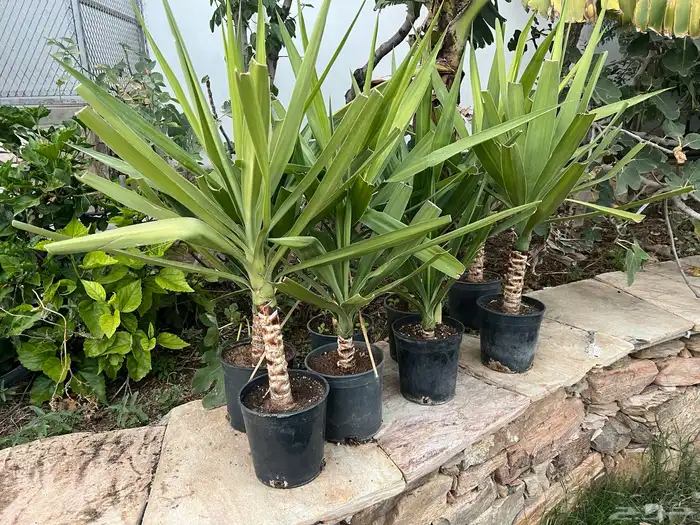 شتلات يوكا 1