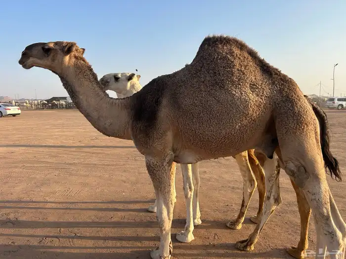 قعود احمر باتلي كفوو على جمل ابن قروش العجمي 0