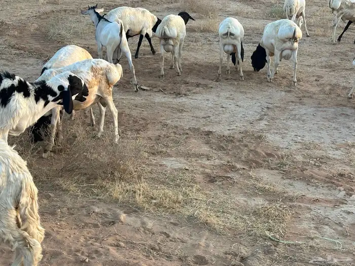 برابر ورفيديات مرابي 0