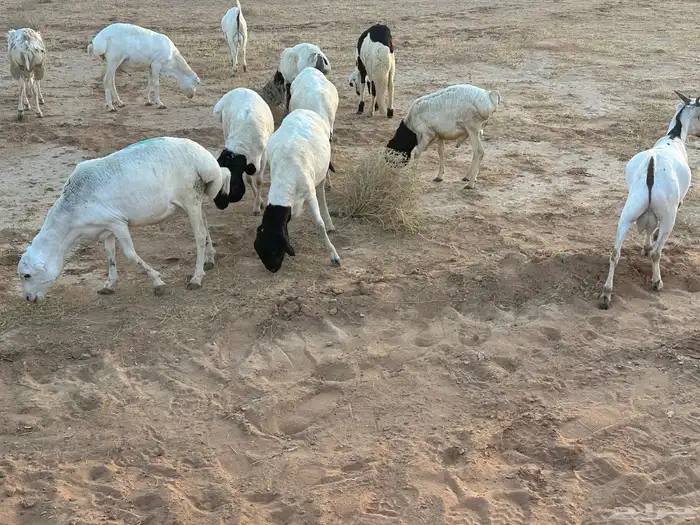 برابر ورفيديات مرابي 9