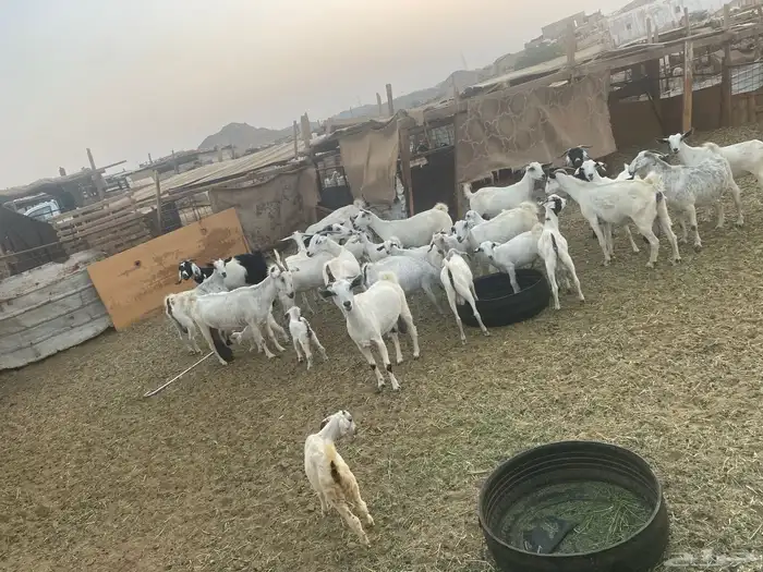 اذكروا الله وصلوا على النبي معزا جنوبية 1