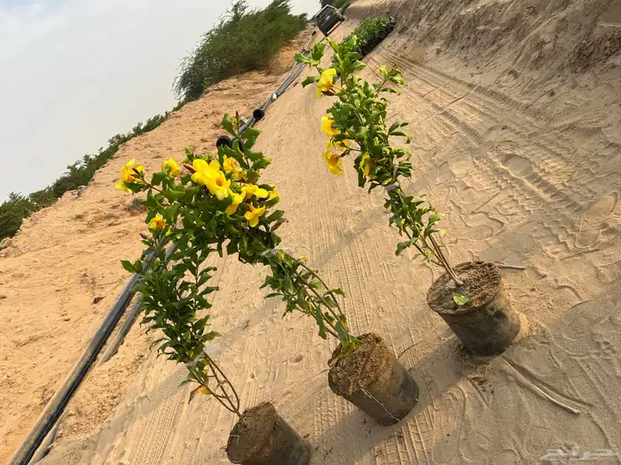مشتل بيع أشجار وشجيرات ونخيل جمله 3