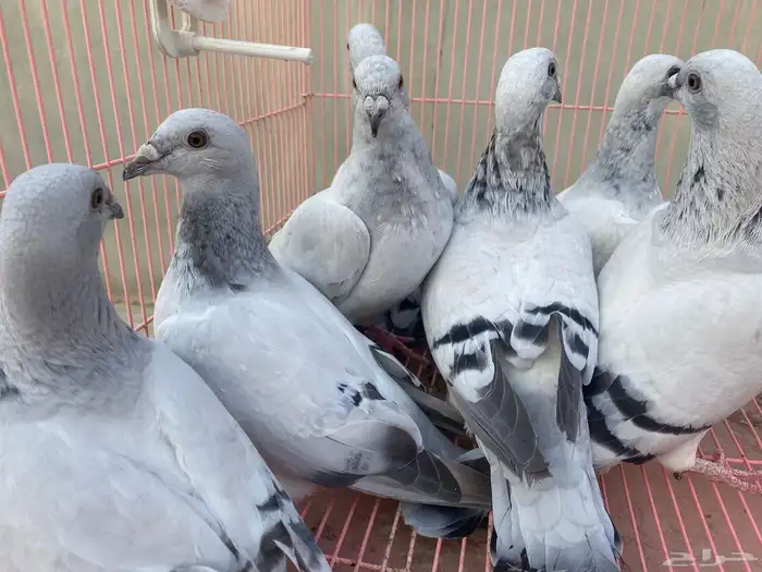 للبيع حمام ايس فاخر حجم جامبو 12