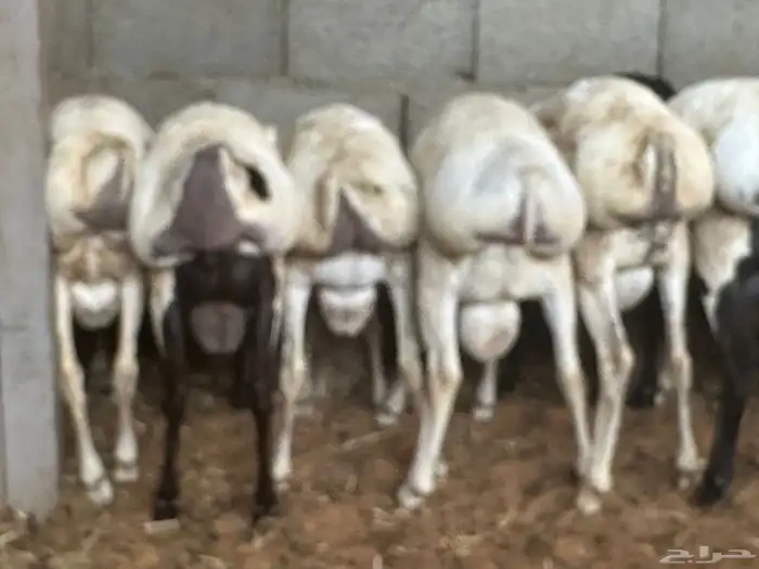 طليان رفيديات 43