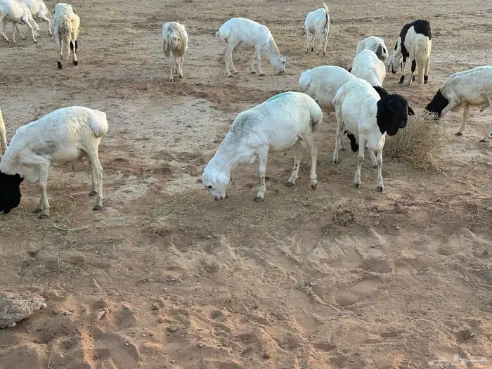 برابر ورفيديات مرابي 10