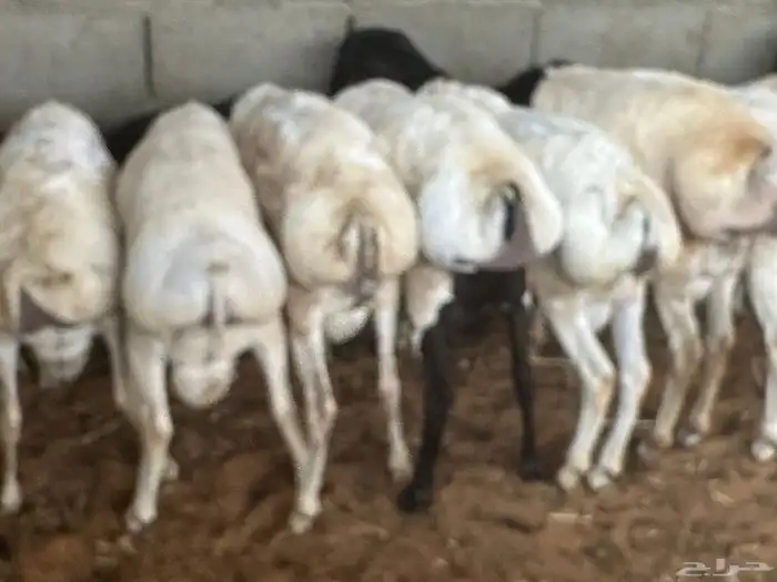 طليان رفيديات 41