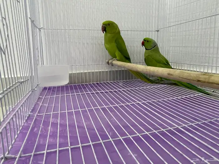 زوج دره هندي 1