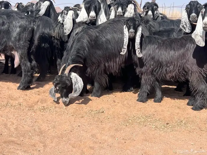 مراح معزا للبيع 1