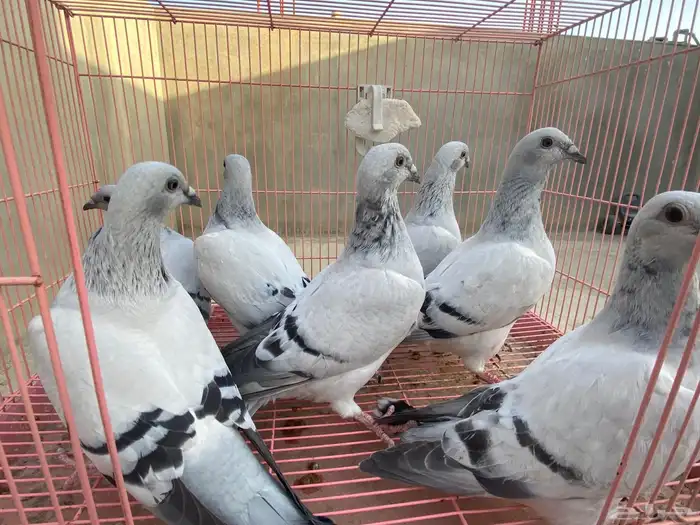 للبيع حمام ايس فاخر حجم جامبو 0