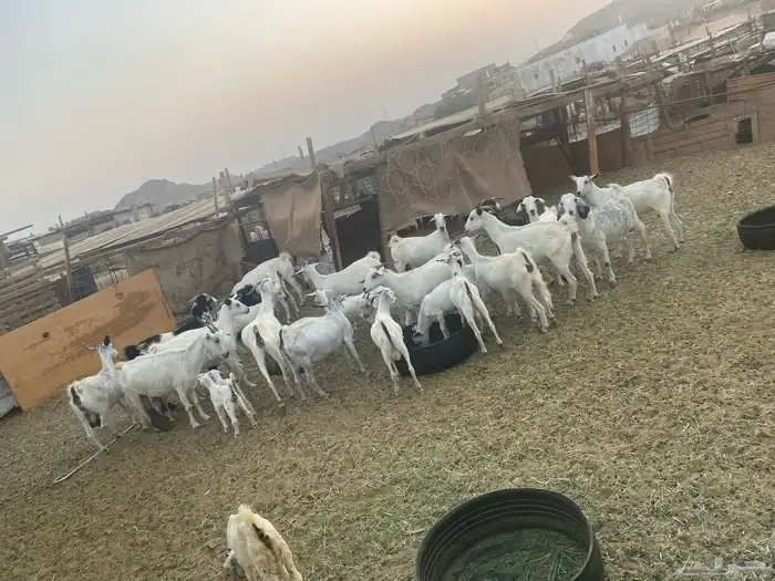 اذكروا الله وصلوا على النبي معزا جنوبية 0