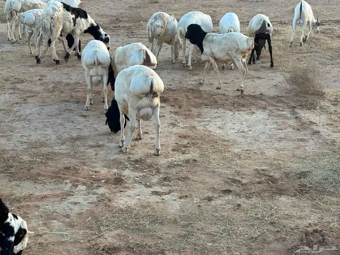 برابر ورفيديات مرابي 1