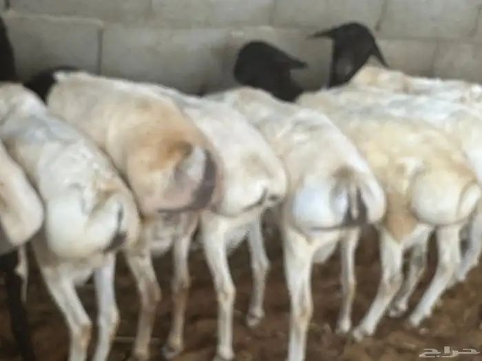 برابر ورفيديات مرابي 34