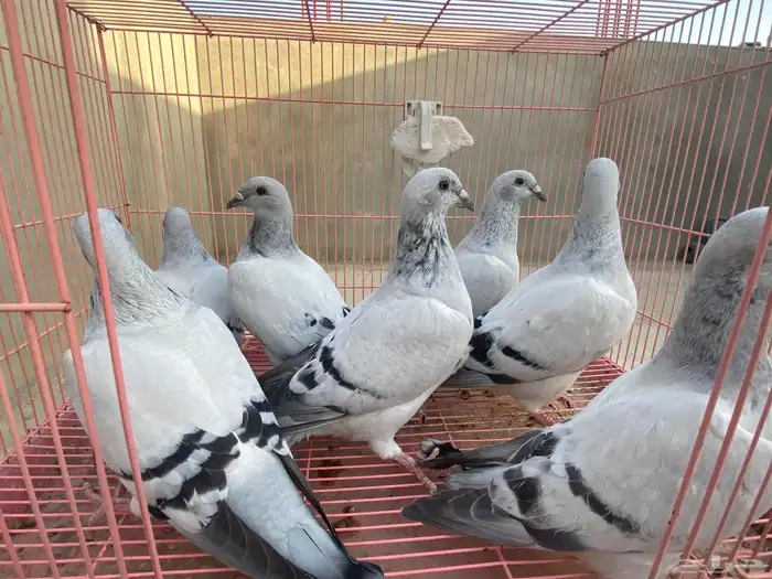 للبيع حمام ايس فاخر حجم جامبو 1