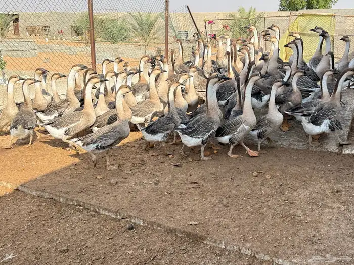 وز عراقي اصل 0