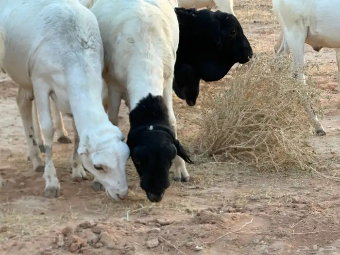 برابر ورفيديات مرابي 12