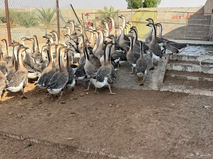 وز عراقي اصل 5