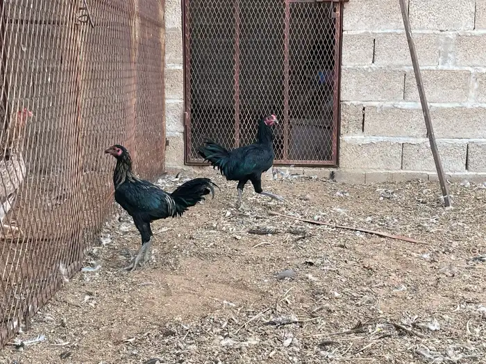 ديكه 0