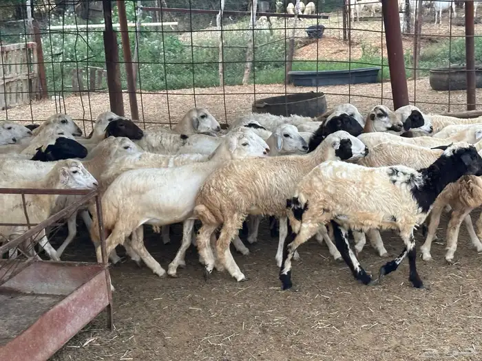 رخال رفيديات مهجنات 5