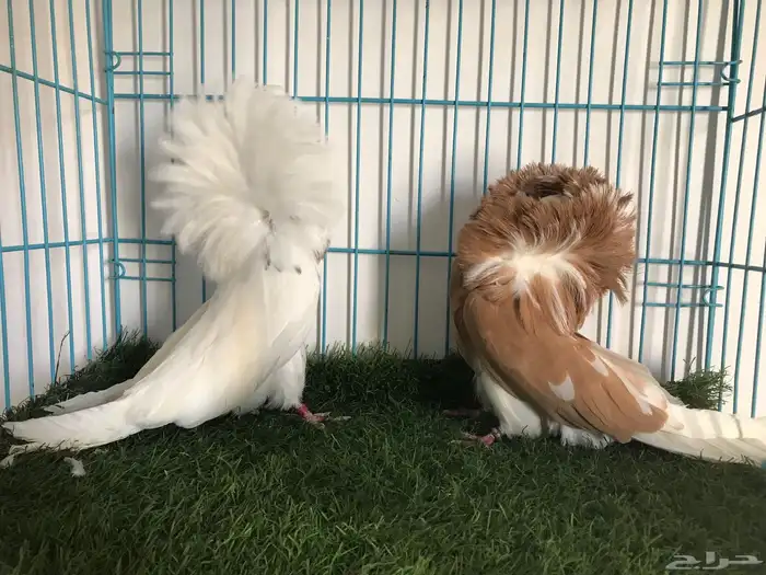 مجموعه حمام زينه 2