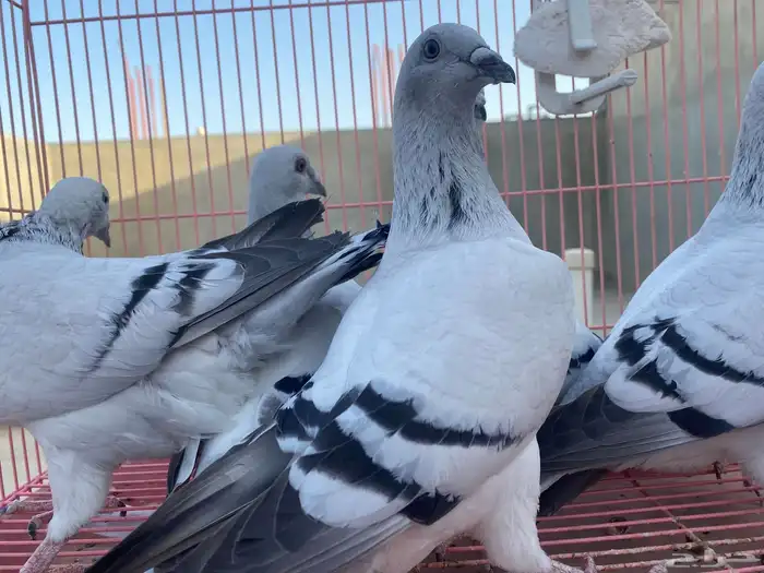 للبيع حمام ايس فاخر حجم جامبو 19