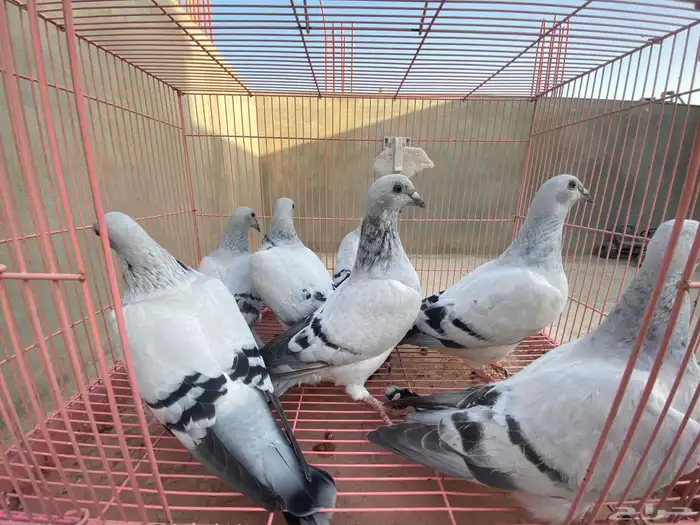 للبيع حمام ايس فاخر حجم جامبو 4