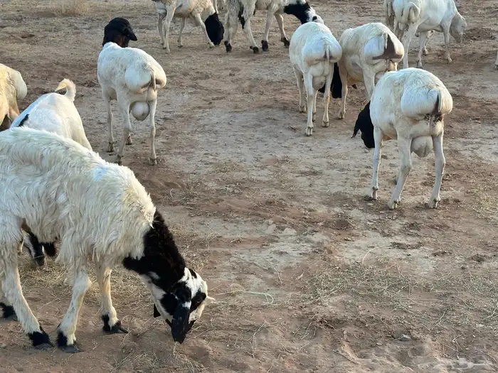 برابر ورفيديات مرابي 4